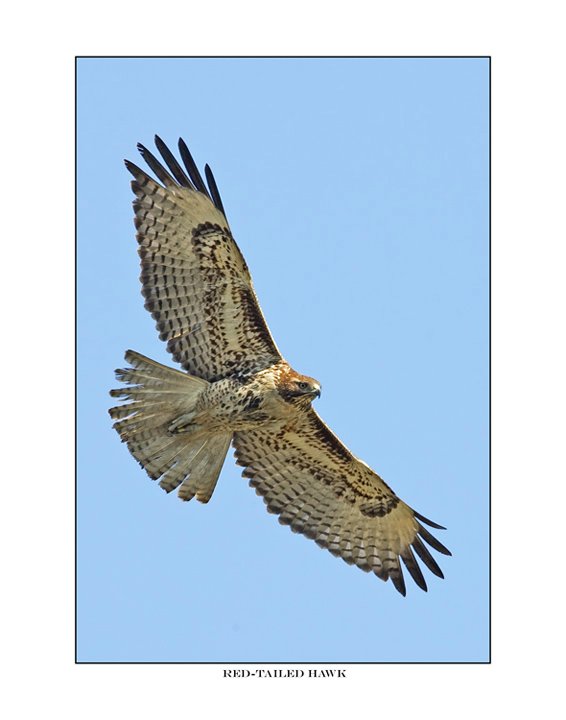 412 red-tailed hawk .jpg